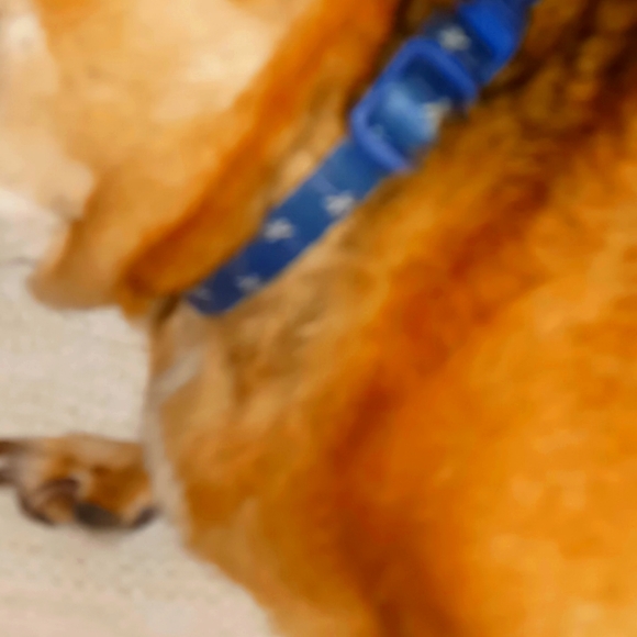 Blue w/palm trees dog collar - Picture 1 of 4